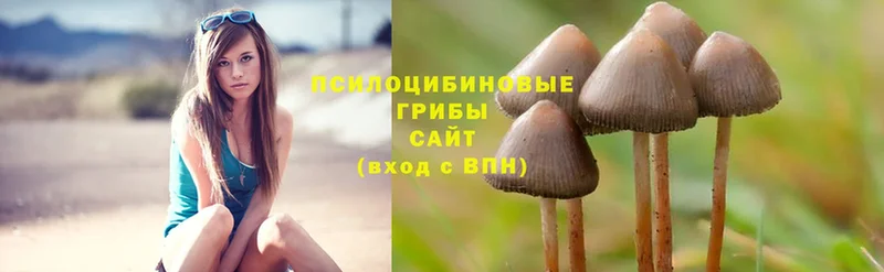 Галлюциногенные грибы Psilocybe  купить наркотики сайты  Ставрополь 